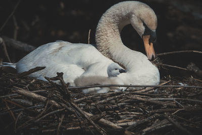 Close-up of birds in nest