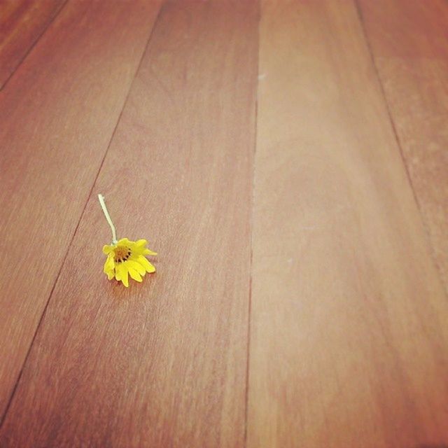 yellow, flower, insect, wood - material, high angle view, indoors, wooden, table, petal, one animal, freshness, close-up, fragility, animal themes, no people, nature, day, still life, beauty in nature, wildlife