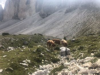 View of a horse on landscape