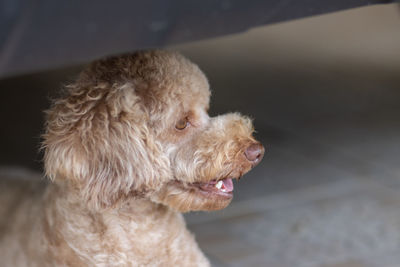 Close-up of dog looking away