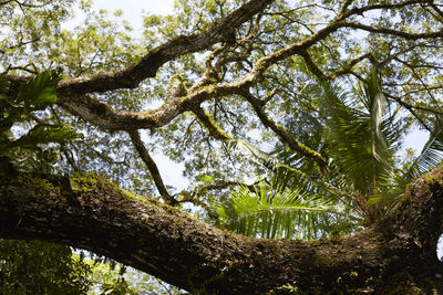 Low angle view of tree