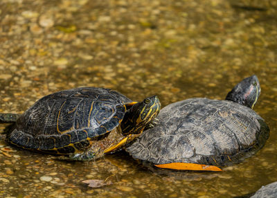 Close-up of turtle in a pond