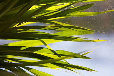 Narrow palm leaves from indoor plant against window pane with blurry background