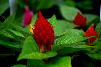 Close-up of red flower