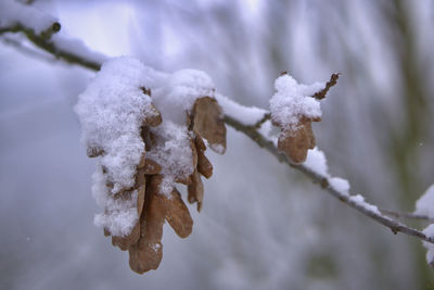 Close-up of snow covered twig