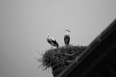 Low angle view of stork perching on nest