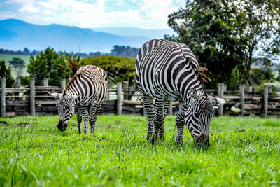 Zebras grazing on field against sky