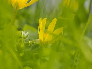 Close-up of yellow flowering plant