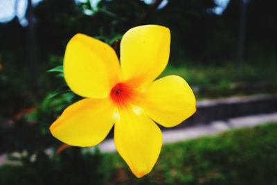 Close-up of yellow flower blooming in park