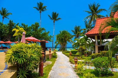 Palm trees by swimming pool against clear blue sky