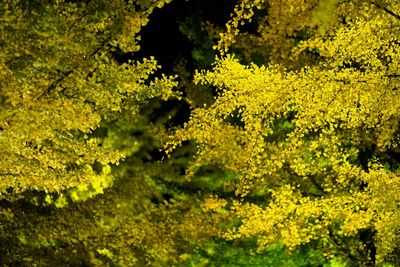 Close-up of yellow plants