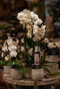 Close-up of white flower pot