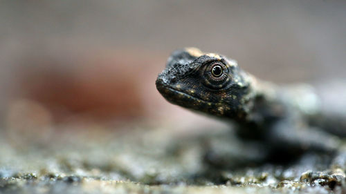 Draco lizard close up