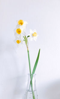 Close-up of white daffodil in vase