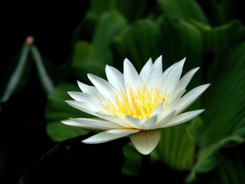 Close-up of white water lily blooming outdoors