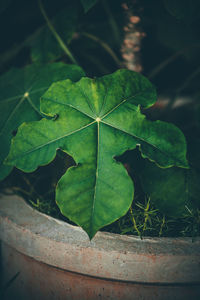 High angle view of plant growing on field