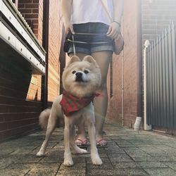 Low section of woman with dog standing on floor