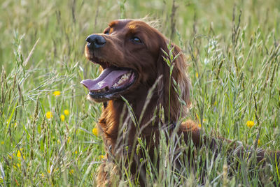 Dog looking away on field