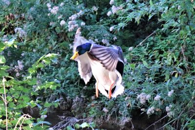 View of a bird on a land