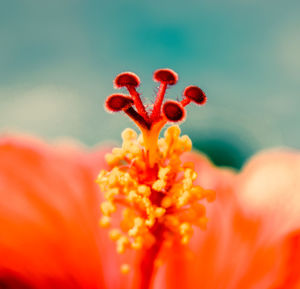 Close-up of red flowering plant