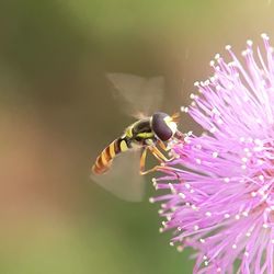 Bee pollinating on purple flower