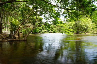 Scenic view of river amidst trees in forest