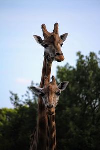 Portrait of giraffe against the sky