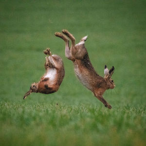 View of deer running on field