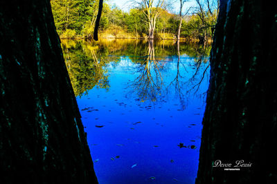 Reflection of trees in lake