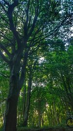 Low angle view of bamboo trees in forest