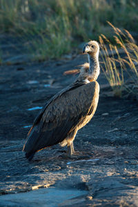 African white-backed vulture on rock looking back