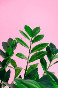 Close-up of leaves against pink background