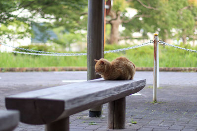 Cat sitting on railing