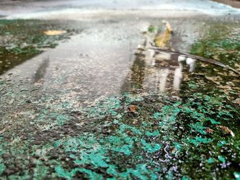 High angle view of crab on wet land