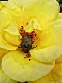 Close-up of yellow flower
