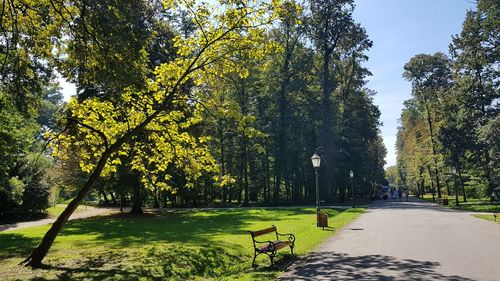 Footpath amidst trees in park