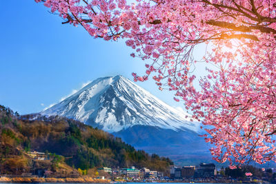 Mount fuji and cherry blossoms which are viewed from lake kawaguchiko, yamanashi, japan