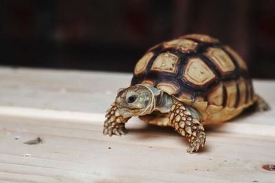 Close-up of turtle on a table