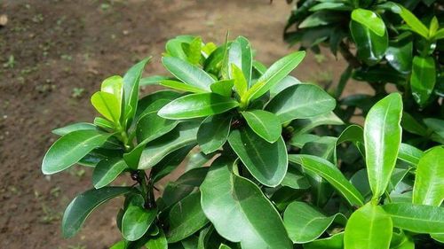 Close-up of leaves