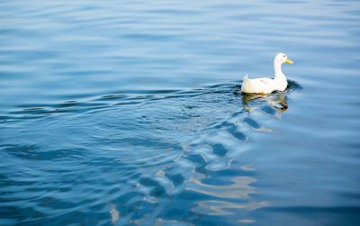 Duck swimming in lake