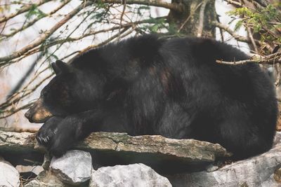 Black cat lying on rock