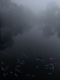 Aerial view of a lake