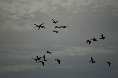Low angle view of silhouette birds flying in sky