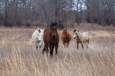Horses on field in winter