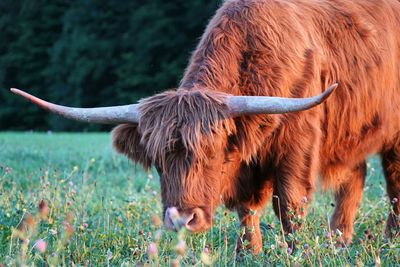 Buffalo grazing on field