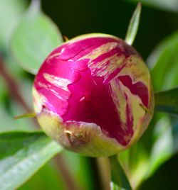 Close-up of insect on pink flower