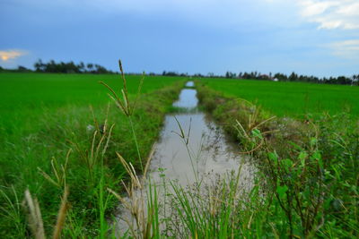 Scenic view of agricultural field against sky