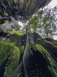Panoramic shot of trees growing on land