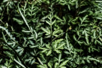 Close-up of plant leaves