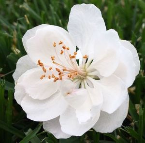 Close-up of white flowers blooming outdoors